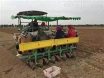 牡丹移栽機 汽油鎬挖樹機