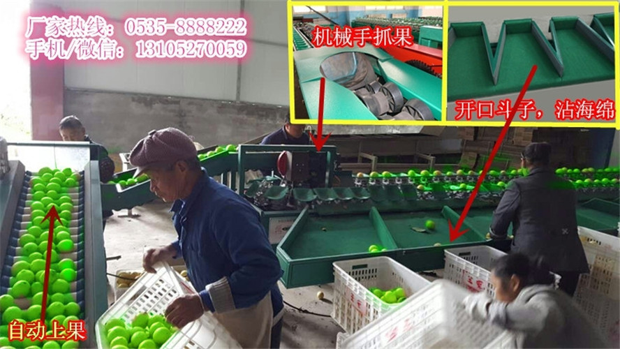云南蜜枣分选机 分选机设计先进 分选机价格便宜