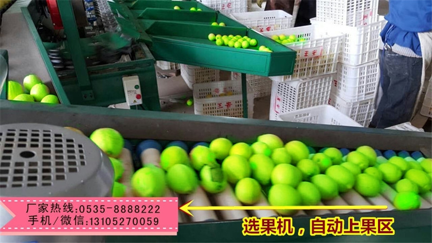 云南青枣分选机 青枣分选机移动方便 青枣分选机易于维修