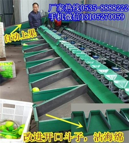 凯祥青枣分选机 青枣分选机 称重式水果分选机