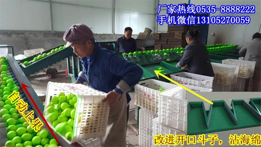 云南凯祥分选机 凯祥分选水果的好机器 试试凯祥分选机